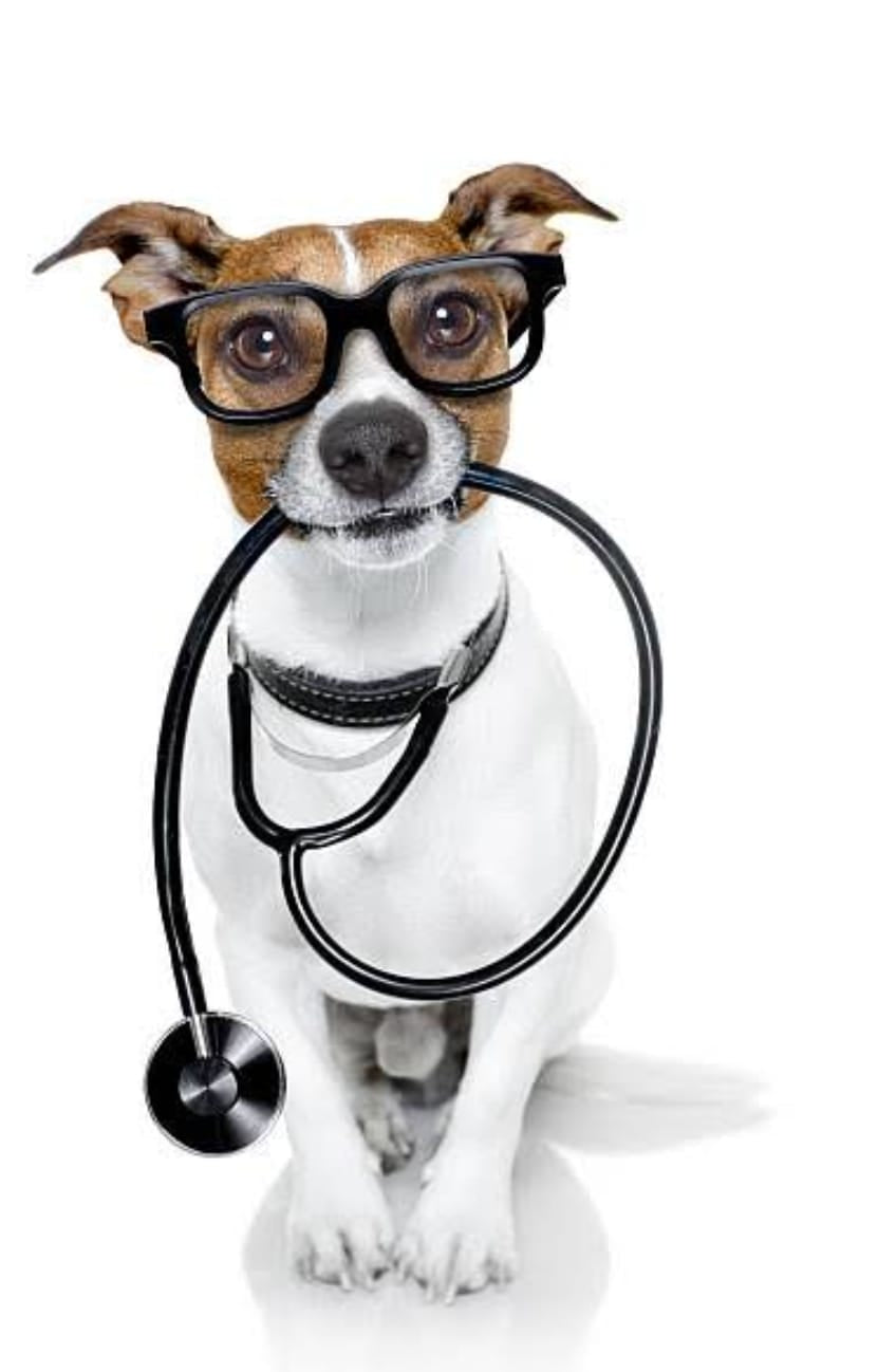 BOW BOW Anti tick coat cleanser 300 ml Routine Bathing & Skin Hygiene  With Neem & Aloe Vera for Dandruff & Itch Relief