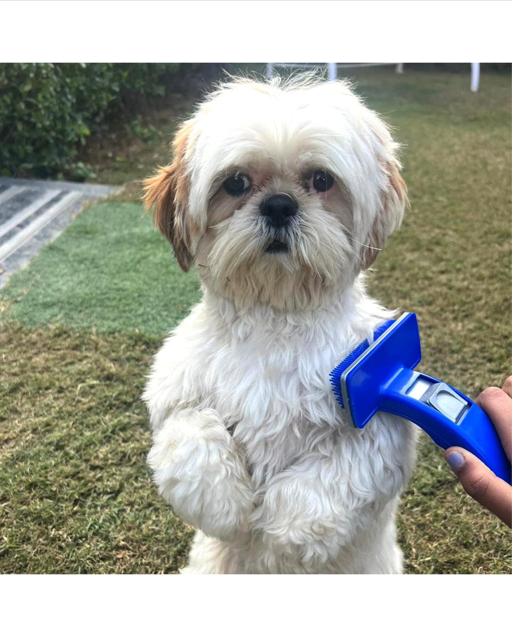 HiHygiene 2 in 1 Pet Comb Pack Adjustable Dog Puppy Brush Pet Comb for Grooming Cum Massager and Safety from Mites,Lice,Ticks Combo Pack of 2 Comb Large Size