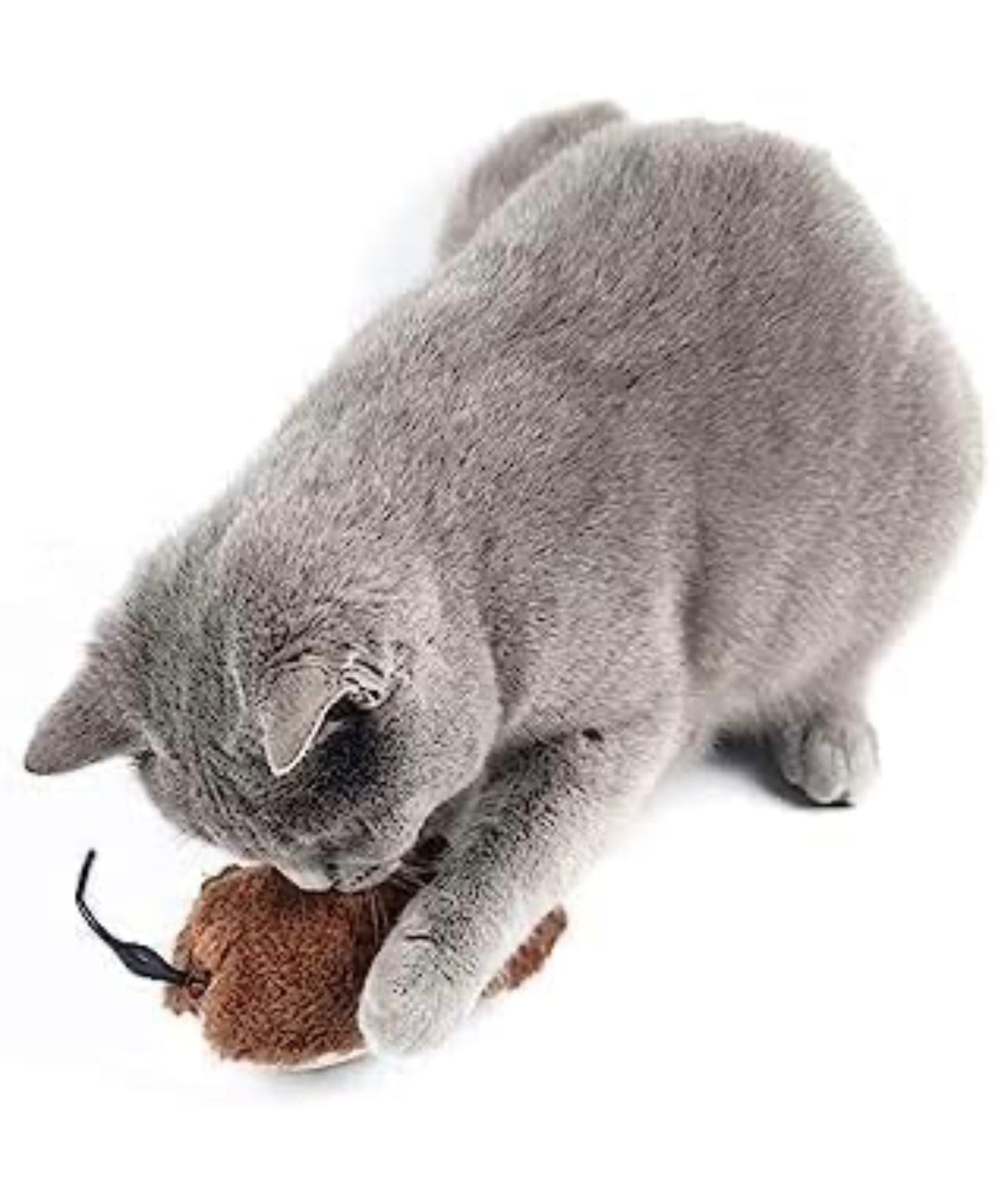 6-in-1 Cat Toy Combo Keep Your Cat Happy Active and Entertained Ultimate Playtime Bundle for Curious Cats