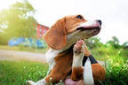 Bow Bow 100% itch relief Lavender extract powder & Neem extract for Dogs to relief of Itchiness of dogs and Cats smoothens skin,moisturises patchy skin in weeks.