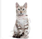 Petology Silicone Cat/Kitten Reflective Adjustable Collar Safety Buckle with Bells Cat Radium Adjustable Collar with Bell for Puppy/Kitten (Color May Vary) (Pack of-2)