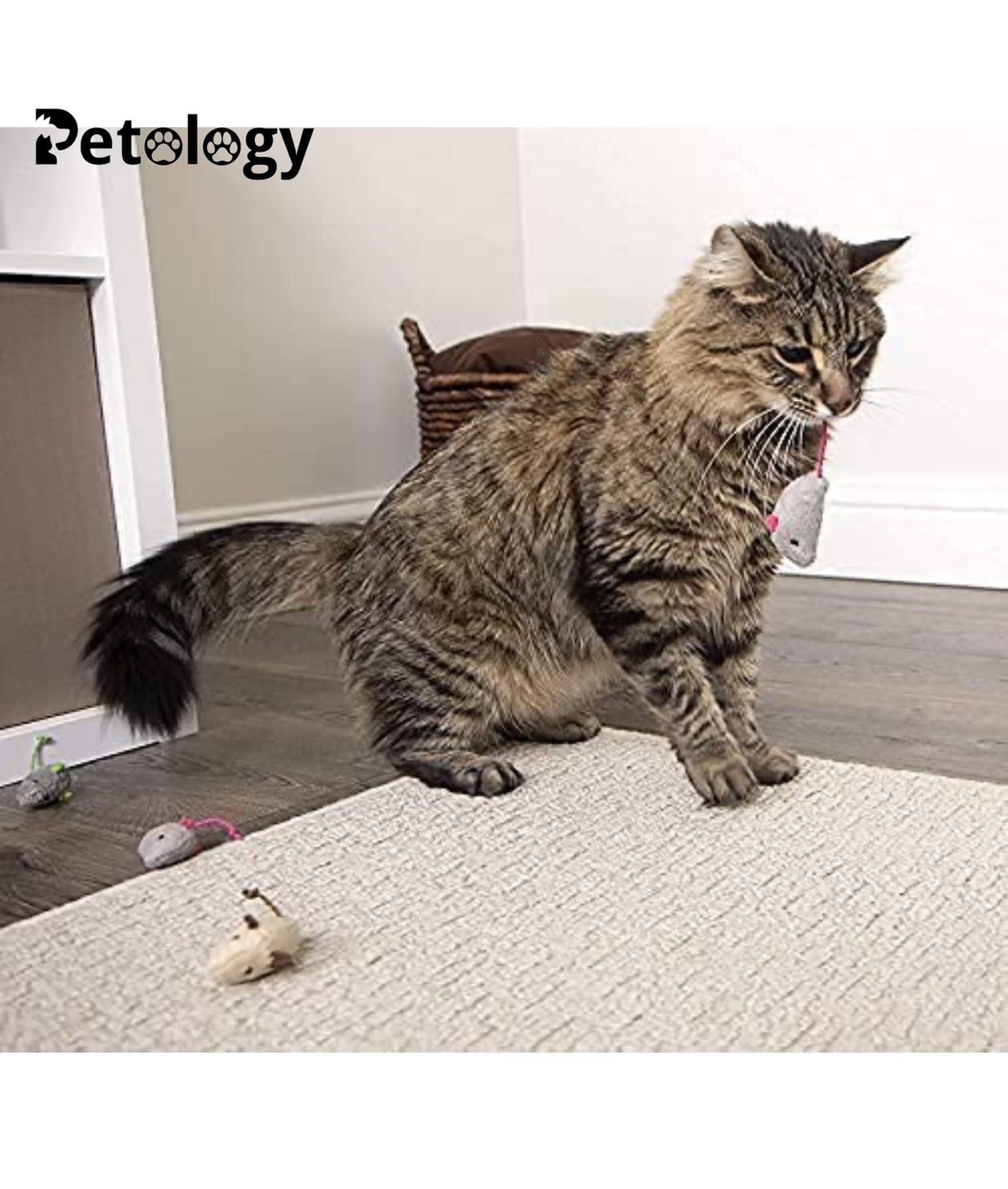 MEOW MEOW Fun Plush Cat Hunting Mouse Toys, Bite Proof , Interactive Mice Plush, Kitten Playing Rat, Soft Mouse , Kittens - 3Pcs (Color May Vary)