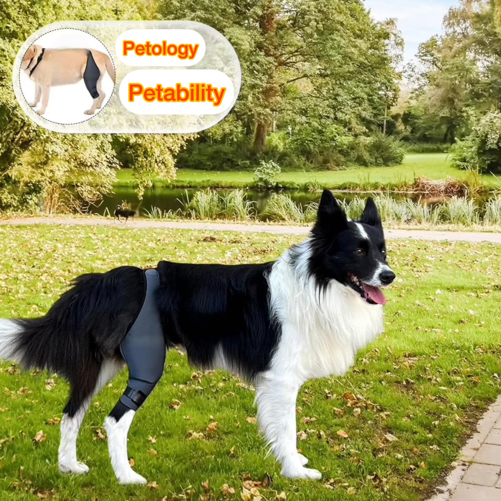 Petability Knee Brace for Dogs with Side Stabilizers, Knee Cap Dislocation, post operative , Arthritis - Keeps The Joint Warm and Stable - Extra Support - Reduces Pain and Inflammation (Suitable medium,Large & Extra-Large Breeds) 1 piece