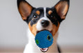 Giggle ball Play Grip Repeat Petology Giggle Ball More Fun More Play, Happier Dogs