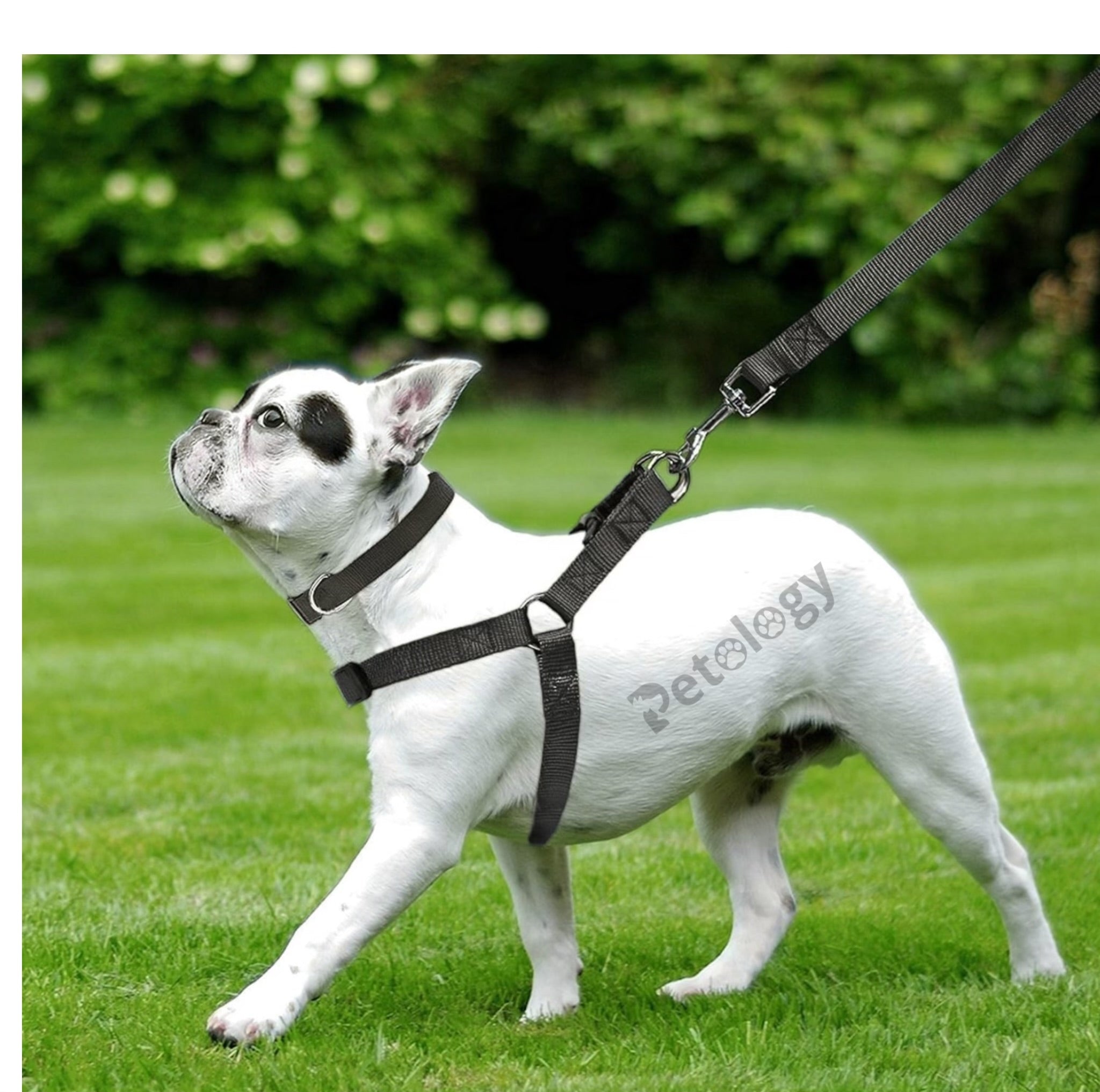 PETOLOGY COMBO(Small,Medium,Large size) No Pull Dog Harness, Collar and Leash Combo Set(Set of 3 pcs) Soft , Adjustable for all breeds, 05 - 45 Kilograms Dogs ( Black)