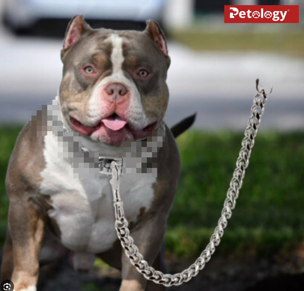 Superior Silver quality Stainless Steel Dog chain cut Cuban design long lasting, solid metal 600 gms &440 cms.