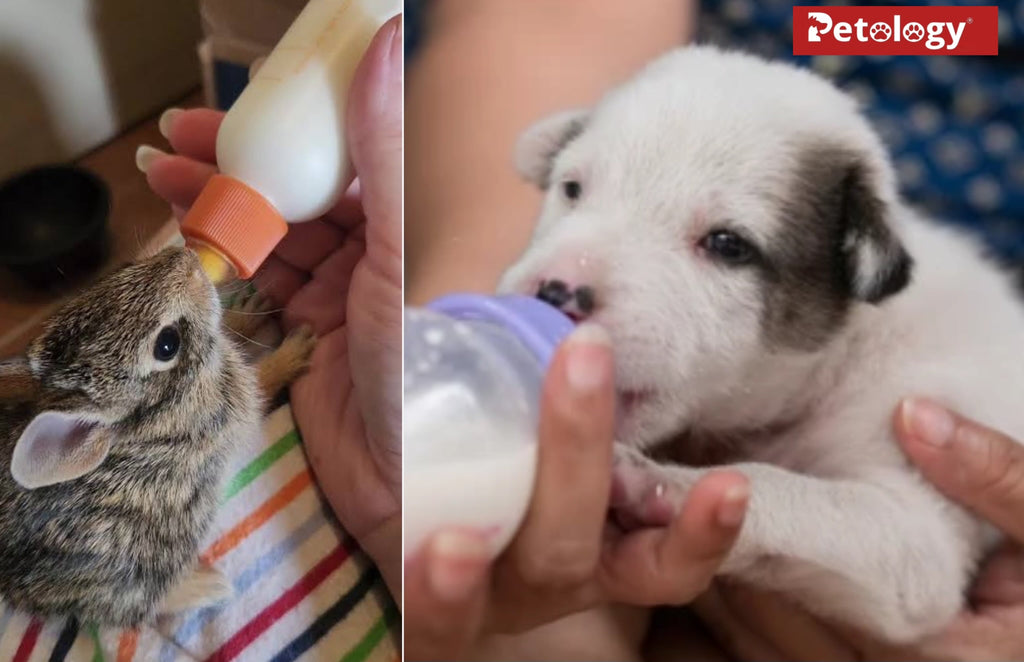 PETFED Puppy Kitten Milk Feeder Silicone Bottle Set non toxic and 100% safe For Baby Dog & Cat