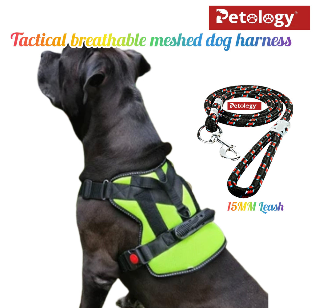 Dog wearing a green harness with a leash, featuring Petology branding.