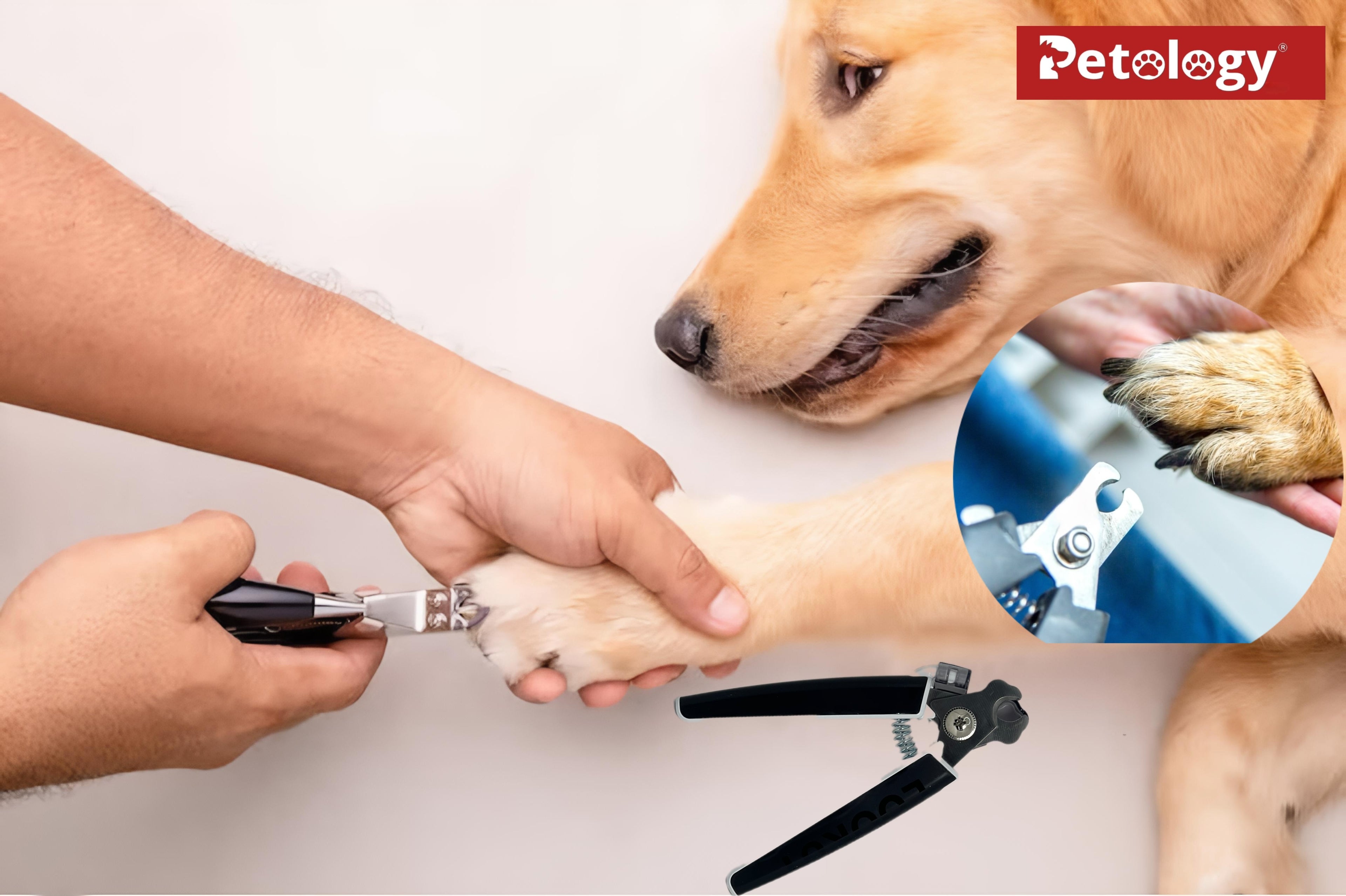 Person trimming a dog's paw with pet nail clippers, Petology brand visible.