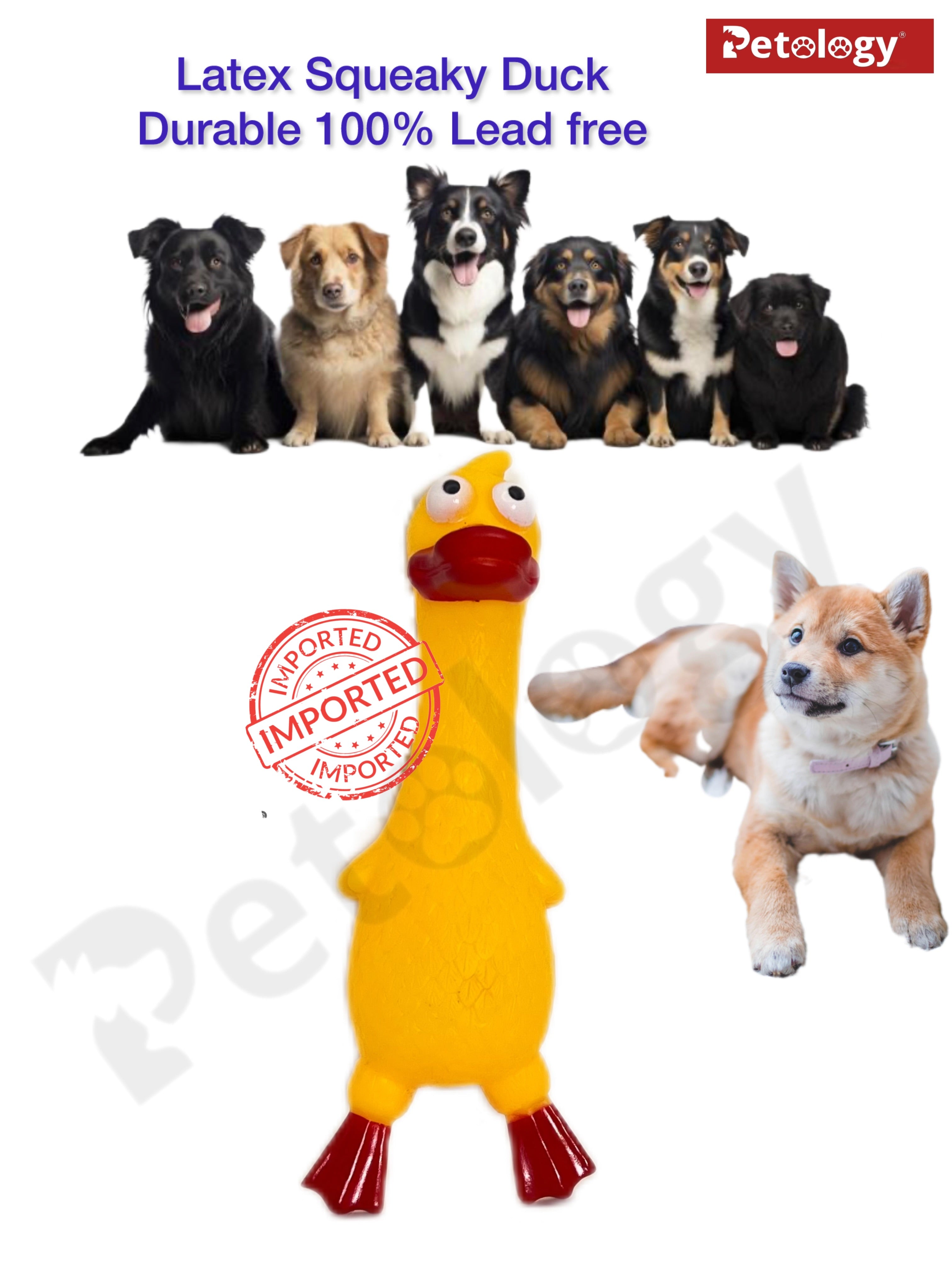 Penny Rubber Duck Squeaky Dog Toys for Small, Medium or Large Pet Breeds, Play Fetch, Reduce Separation Anxiety