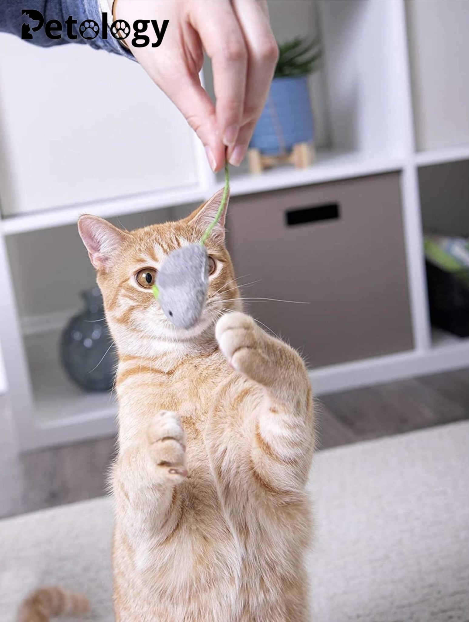 MEOW MEOW Fun Plush Cat Hunting Mouse Toys, Bite Proof , Interactive Mice Plush, Kitten Playing Rat, Soft Mouse , Kittens - 3Pcs (Color May Vary)