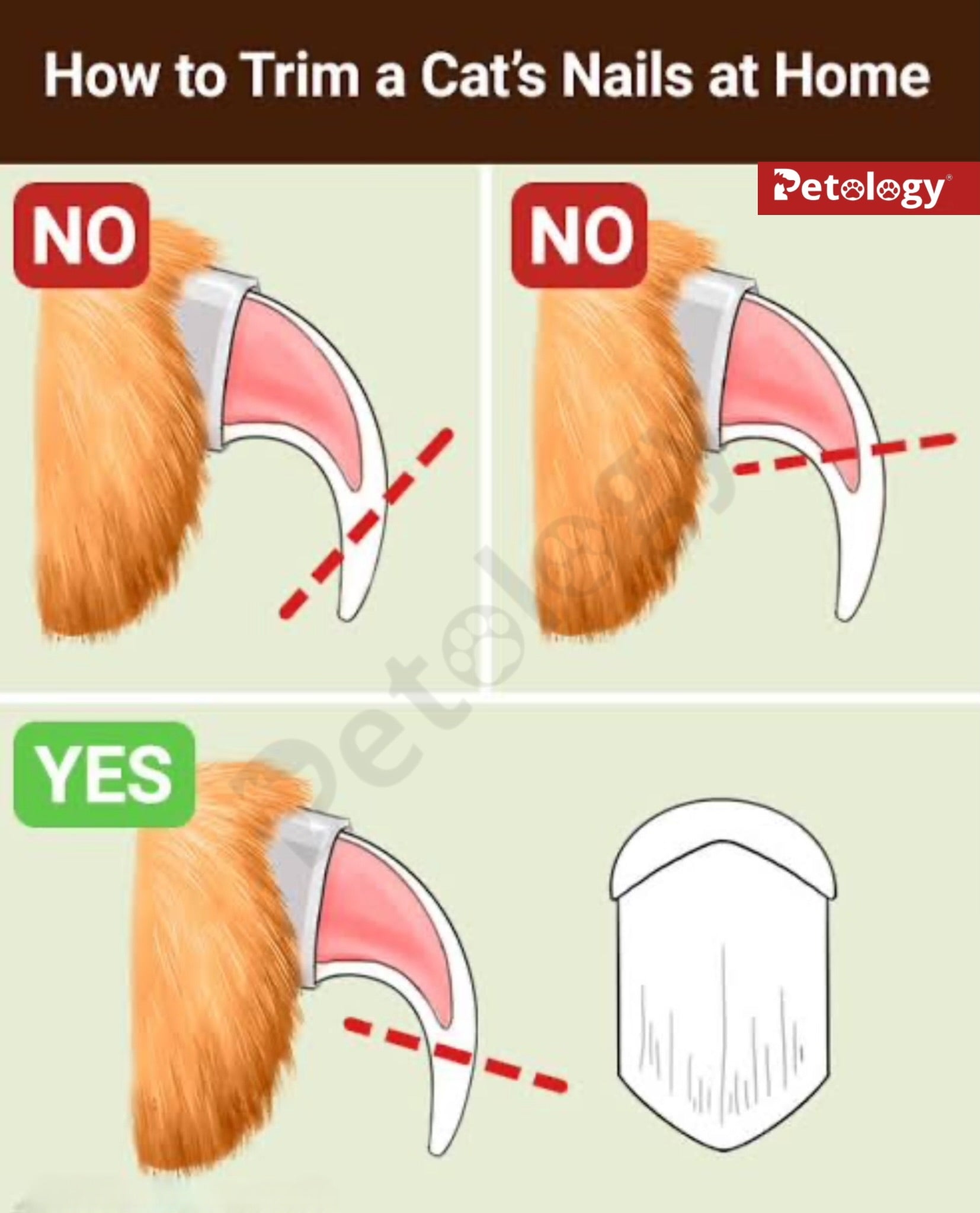 LOOKUT (Korea) by Petology Cat Nail Trimmers Patent Designed Cat Claw Clipper with Posco Steel Blades Safe and Easy Cuts for Cats Claw
