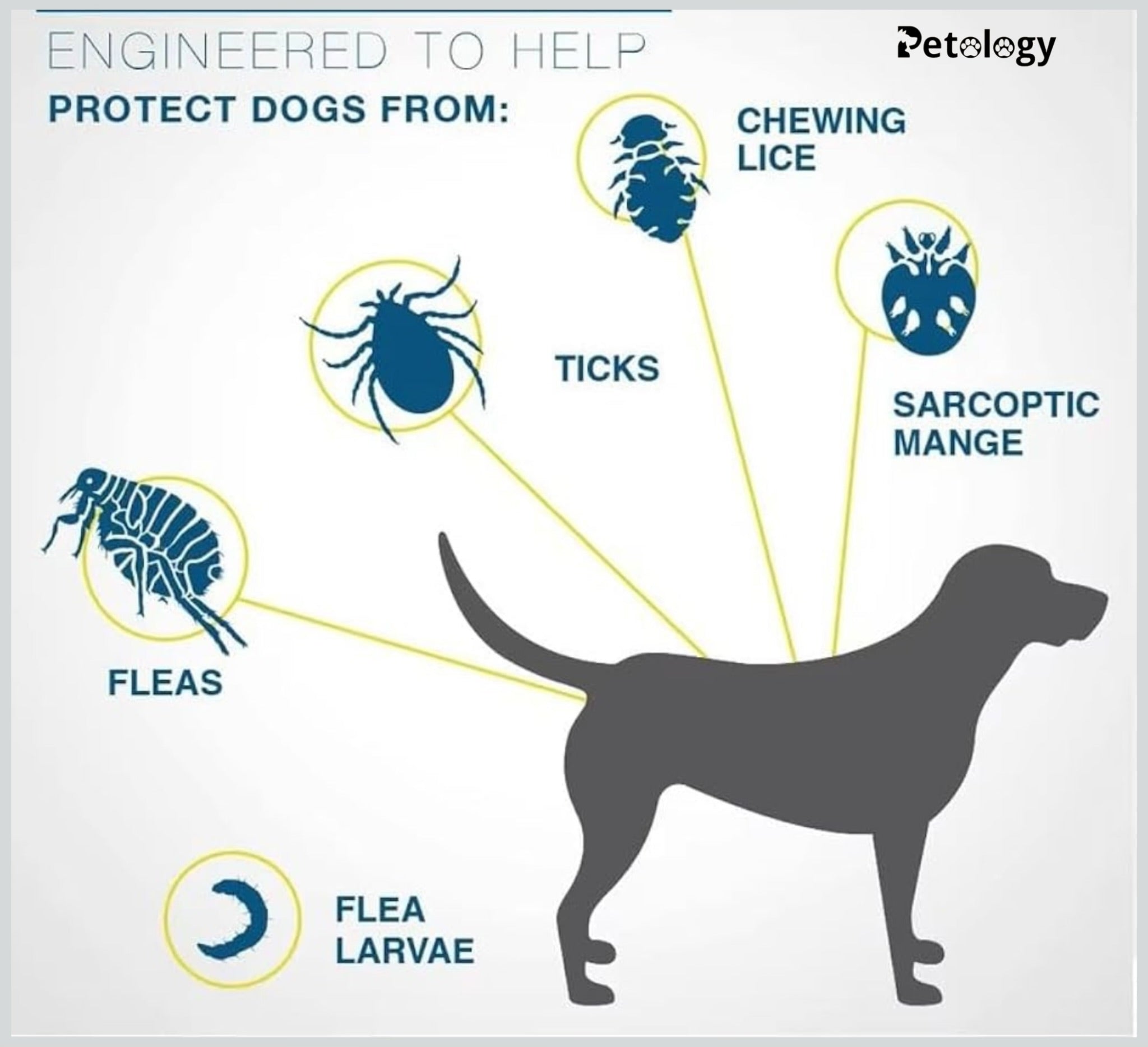 Petability (Exclusive) Flea and Tick Collar - 8 Month Protection Adjustable Waterproof Collar for Dog Puppy Kitten Cats, Natural lemongrass oil & Safe, Efficiently Repel Flea ,Tick & Lice of Pets (for Dog and Cat) (Grey)