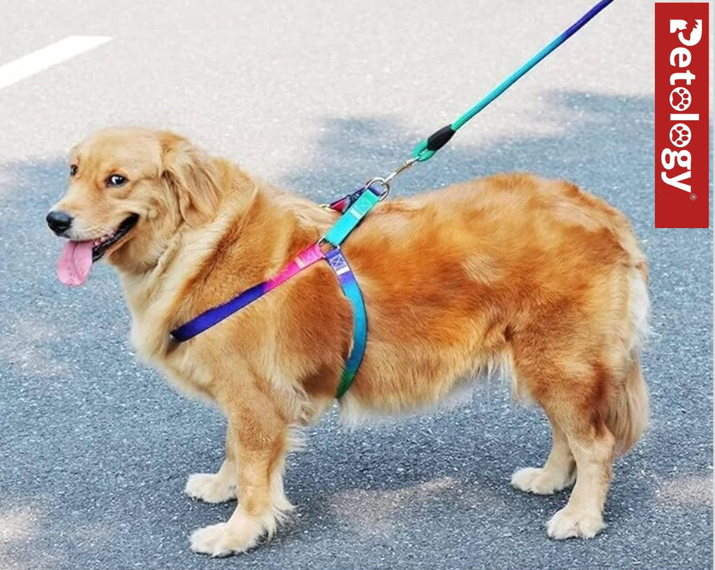 PAWPET Rainbow color No escape harness and Rope Leash adjustable Set, for Cats and Dogs (12 MM & 15 MM Set)